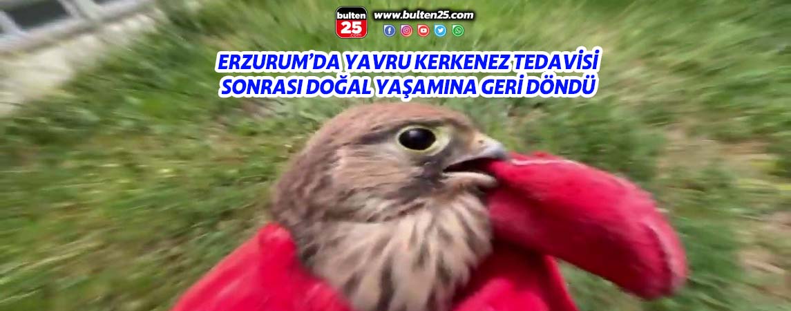 ERZURUM’DA YAVRU KERKENEZ TEDAVİSİ SONRASI DOĞAL YAŞAMINA GERİ DÖNDÜ