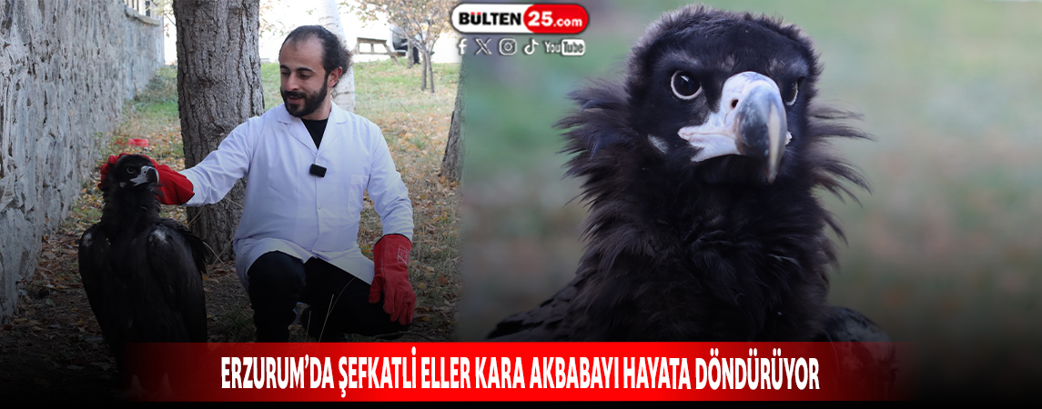 ERZURUM’DA ŞEFKATLİ ELLER KARA AKBABAYI HAYATA DÖNDÜRÜYOR