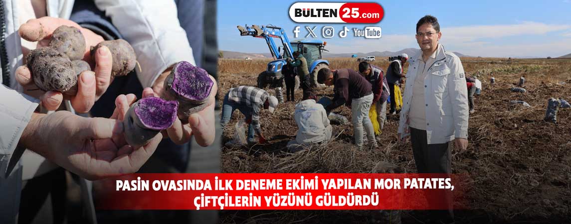 PASİN OVASINDA İLK DENEME EKİMİ YAPILAN MOR PATATES, ÇİFTÇİLERİN YÜZÜNÜ GÜLDÜRDÜ