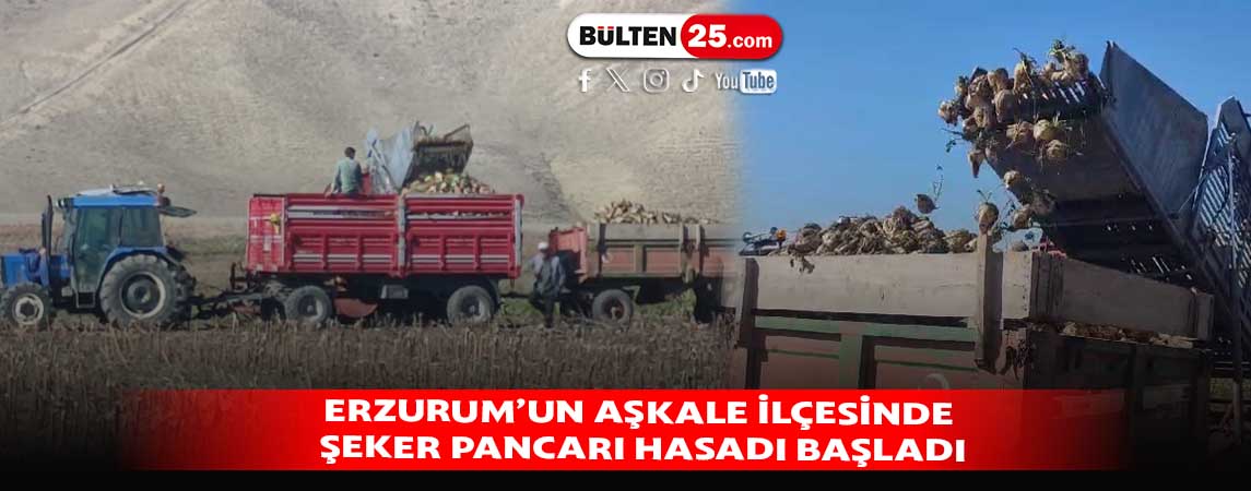 ERZURUM’UN AŞKALE İLÇESİNDE ŞEKER PANCARI HASADI BAŞLADI