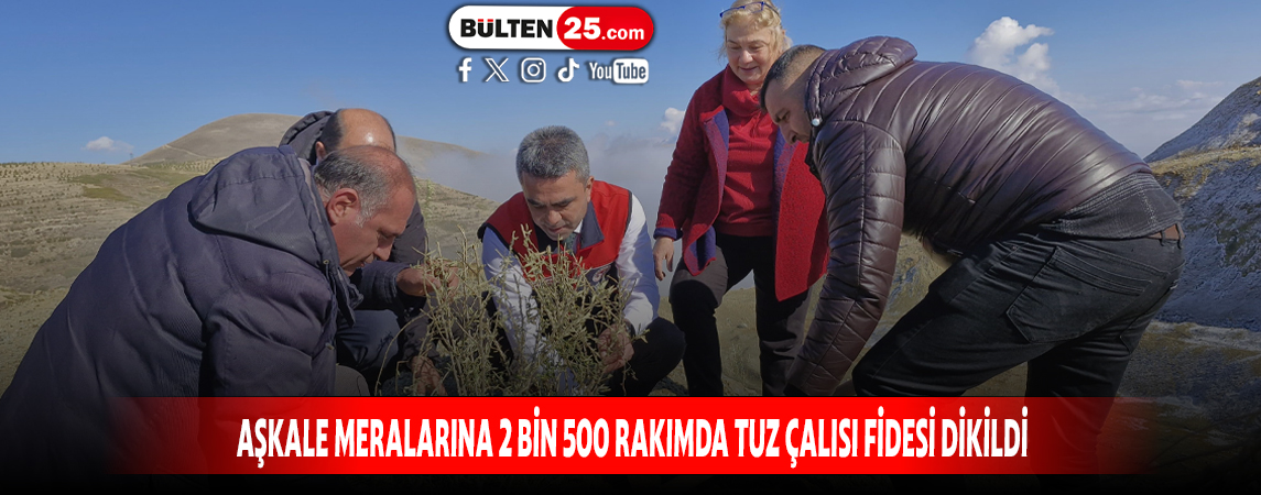 AŞKALE MERALARINA 2 BİN 500 RAKIMDA TUZ ÇALISI FİDESİ DİKİLDİ
