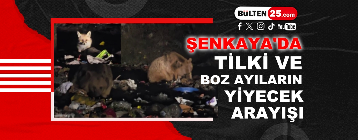 ŞENKAYA’DA TİLKİ VE BOZ AYILARIN ÇÖPLÜKTE YİYECEK ARAYIŞI