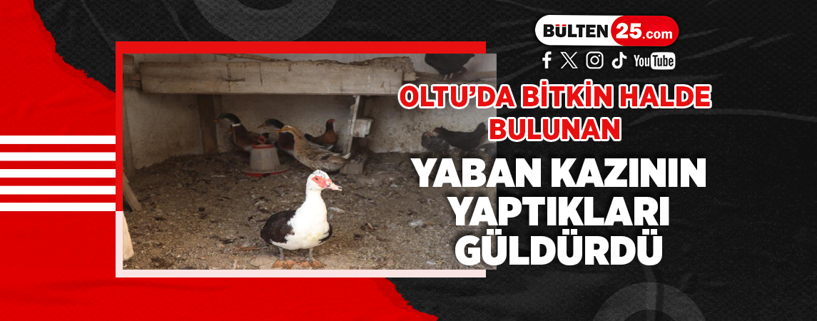OLTU’DA BİTKİN HALDE BULUNAN YABAN KAZININ YAPTIKLARI GÜLDÜRDÜ