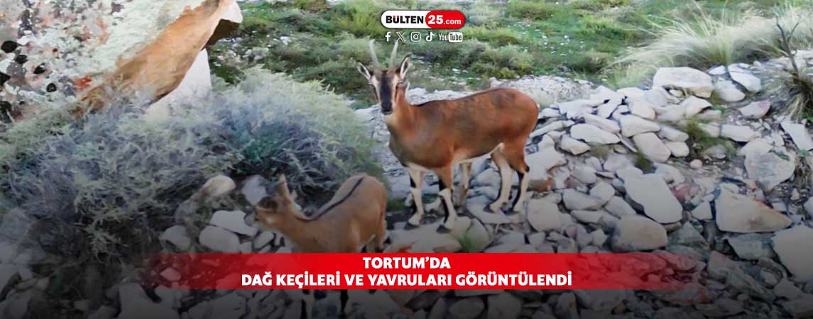 TORTUM’DA DAĞ KEÇİLERİ VE YAVRULARI GÖRÜNTÜLENDİ