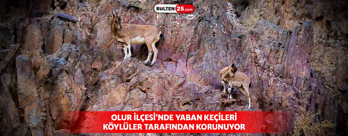 OLUR İLÇESİ’NDE YABAN KEÇİLERİ KÖYLÜLER TARAFINDAN KORUNUYOR