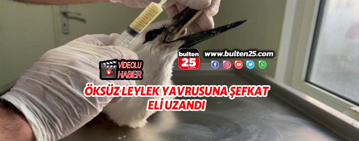 ÖKSÜZ LEYLEK YAVRUSUNA ŞEFKAT ELİ UZANDI