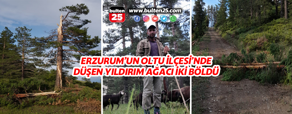 ERZURUM’UN OLTU İLÇESİ’NDE DÜŞEN YILDIRIM AĞACI İKİYE BÖLDÜ
