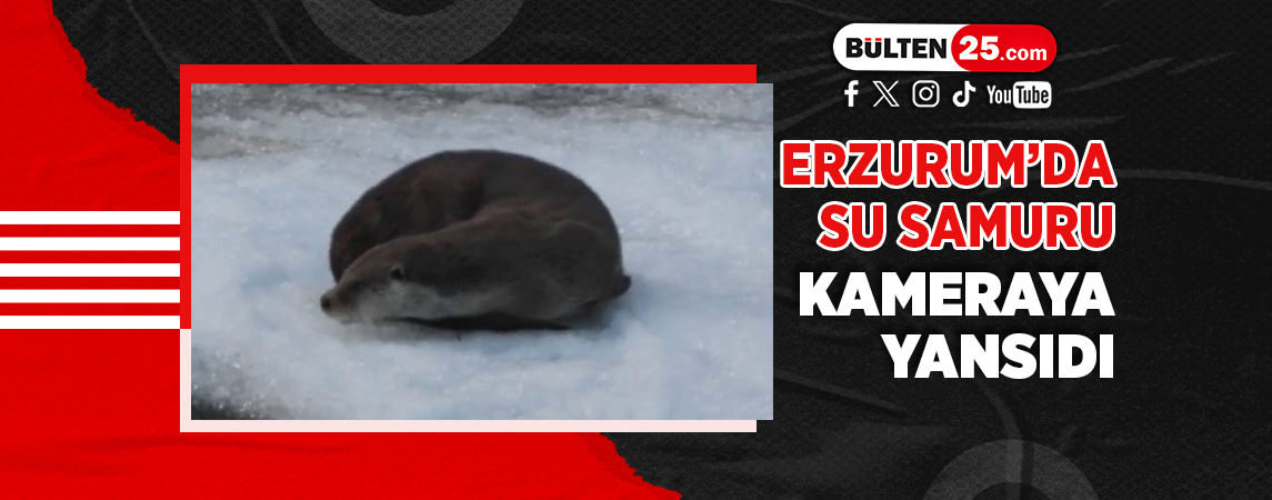 ERZURUM’DA SU SAMURU KAMERAYA YANSIDI