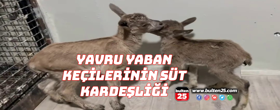 YAVRU YABAN KEÇİLERİNİN SÜT KARDEŞLİĞİ