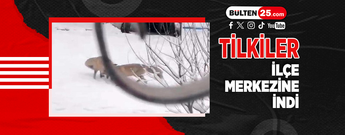 TİLKİLER İLÇE MERKEZİNE İNDİ