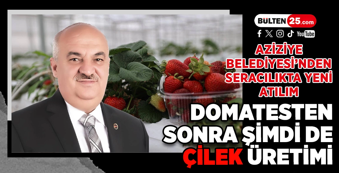 AZİZİYE BELEDİYESİ’NDEN SERACILIKTA YENİ ATILIM: DOMATESTEN SONRA ŞİMDİ DE ÇİLEK ÜRETİMİ BAŞLADI