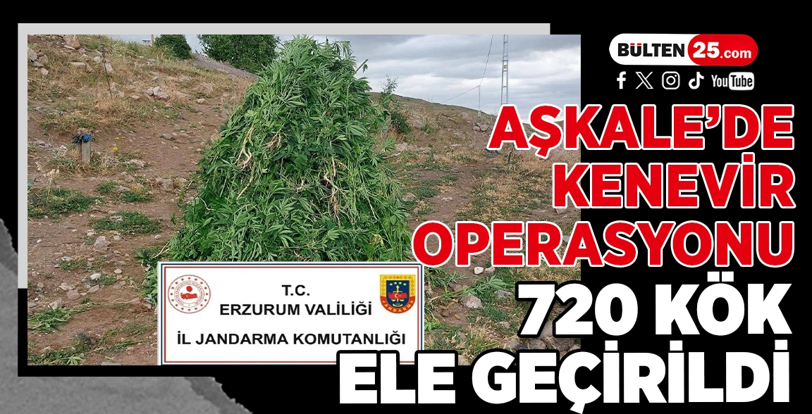 AŞKALE’DE KENEVİR OPERASYONU: 720 KÖK ELE GEÇİRİLDİ